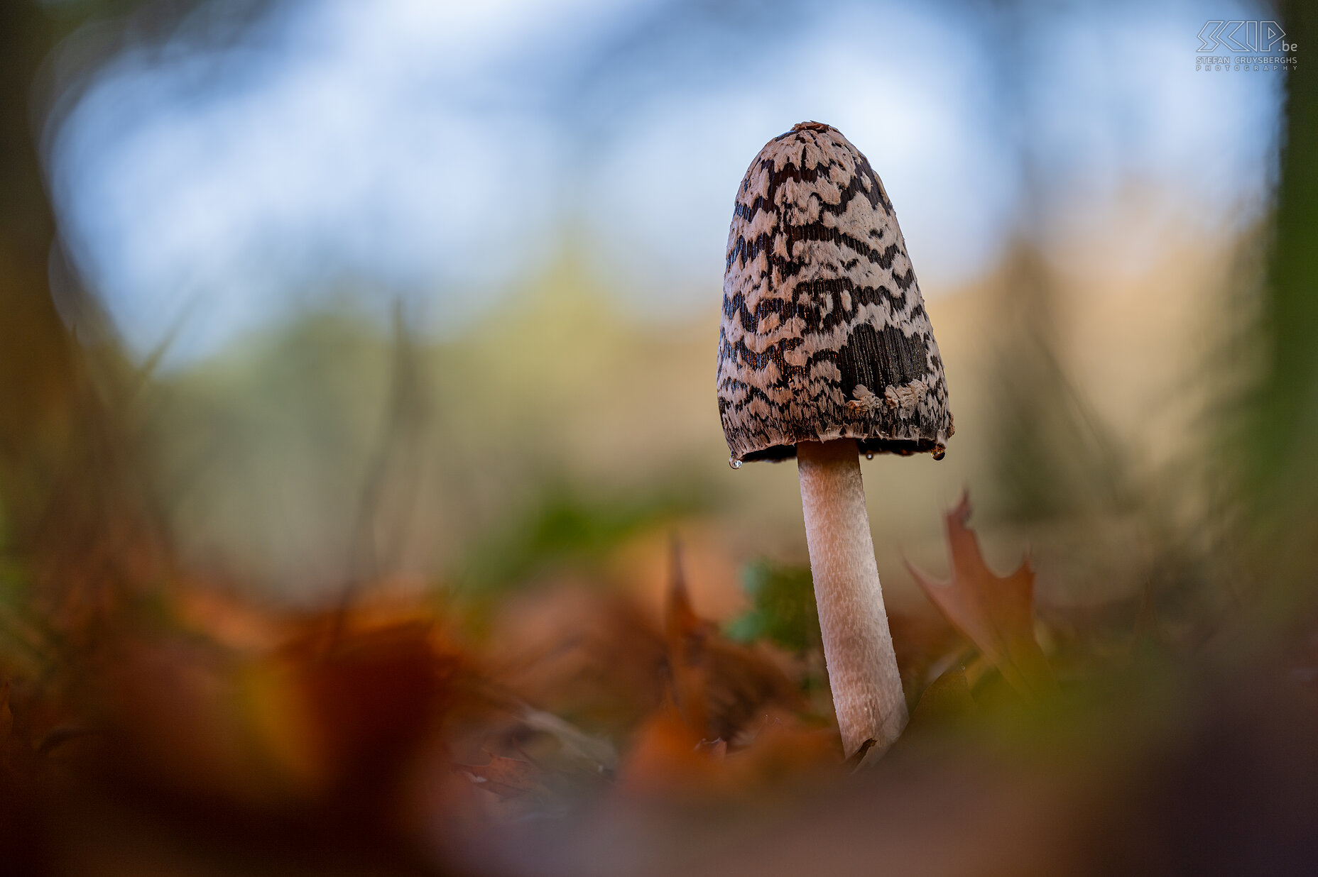 Paddenstoelen - Spechtinktzwam De mooie en vrij grote Spechtinktzwam (Coprinopsis picacea) in de bossen van Averbode Stefan Cruysberghs